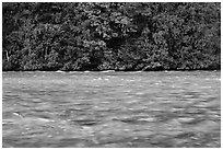 Skagit River during the fall salmon run, North Cascades National Park Service Complex.  ( black and white)