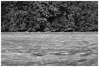 Skagit River during the fall salmon run, North Cascades National Park Service Complex.  ( black and white)
