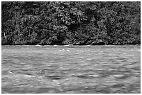 Skagit River during the fall salmon run, North Cascades National Park Service Complex. Washington, USA. (black and white)