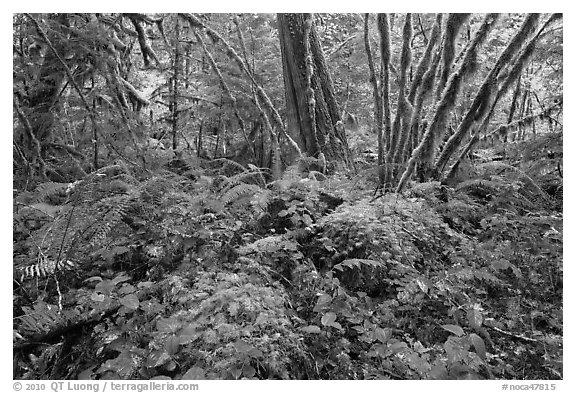 Lush rainforest, North Cascades National Park Service Complex. Washington, USA.