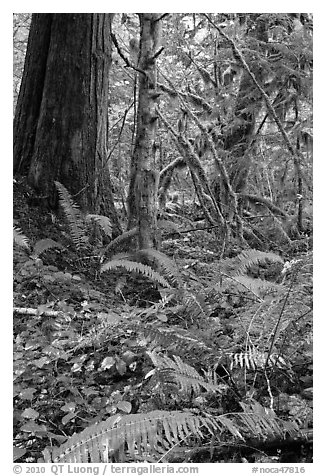 Ferns and rainforest, North Cascades National Park Service Complex.  (black and white)