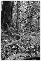 Ferns and rainforest, North Cascades National Park Service Complex. Washington, USA. (black and white)