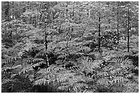 Ferms in autumn foliage, North Cascades National Park Service Complex. Washington, USA. (black and white)