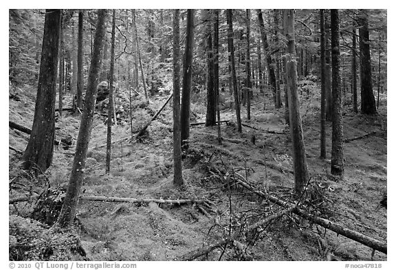 Rainforest with moss-covered floor and fallen trees, North Cascades National Park Service Complex.  (black and white)