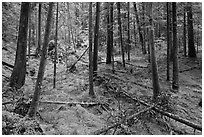 Rainforest with moss-covered floor and fallen trees, North Cascades National Park Service Complex.  ( black and white)