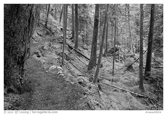 Trail in rainforest, North Cascades National Park Service Complex.  (black and white)