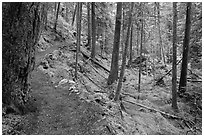 Trail in rainforest, North Cascades National Park Service Complex. Washington, USA. (black and white)