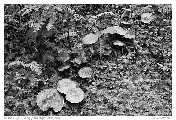 Mushrooms, North Cascades National Park Service Complex. Washington, USA.