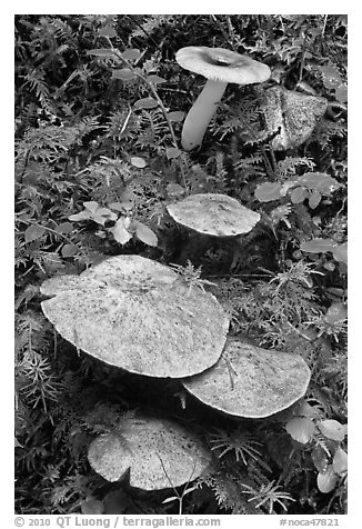 Close-up of mushroons, North Cascades National Park Service Complex.  (black and white)