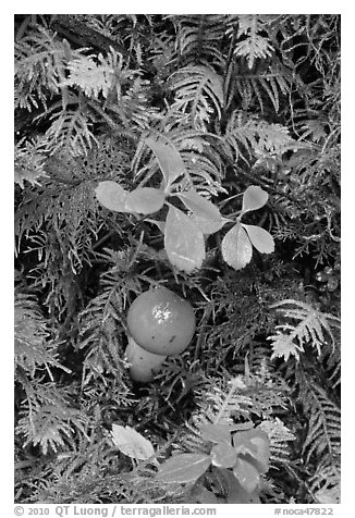 Mushroom and leaves, North Cascades National Park Service Complex.  (black and white)