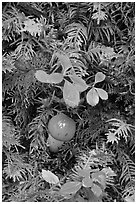 Mushroom and leaves, North Cascades National Park Service Complex.  ( black and white)