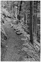 River Loop trail, North Cascades National Park Service Complex. Washington, USA. (black and white)