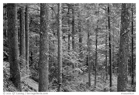 Old-growth rainforest, North Cascades National Park Service Complex. Washington, USA.