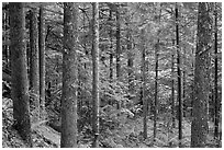 Old-growth rainforest, North Cascades National Park Service Complex. Washington, USA. (black and white)