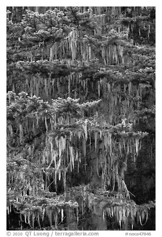 Hemlock tree with hanging lichen, North Cascades National Park.  (black and white)