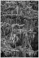 Hemlock tree with hanging lichen, North Cascades National Park.  ( black and white)