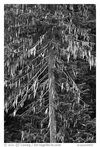 Spruce tree with hanging lichen, North Cascades National Park.  (black and white)