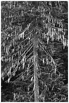 Spruce tree with hanging lichen, North Cascades National Park. Washington, USA. (black and white)