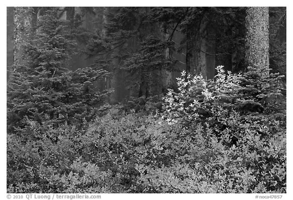 Forest in fog with floor covered by colorful berry plants, North Cascades National Park. Washington, USA.