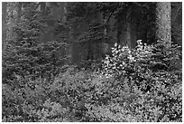 Forest in fog with floor covered by colorful berry plants, North Cascades National Park. Washington, USA. (black and white)