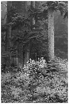 Foggy forest in autumn with bright berry colors, North Cascades National Park. Washington, USA. (black and white)