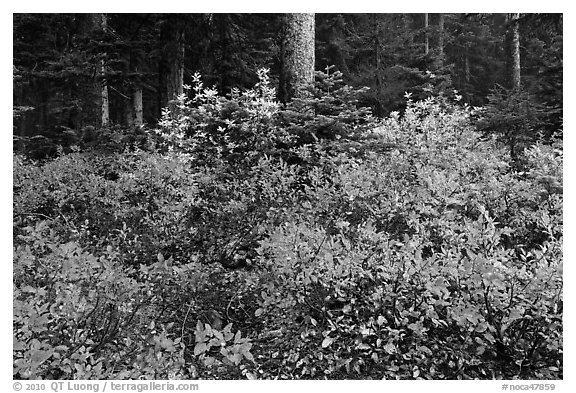 Berry shrubs color forest fall in autumn, North Cascades National Park.  (black and white)