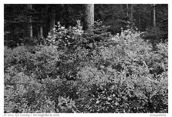 Berry shrubs color forest fall in autumn, North Cascades National Park. Washington, USA.