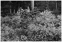 Berry shrubs color forest fall in autumn, North Cascades National Park. Washington, USA. (black and white)