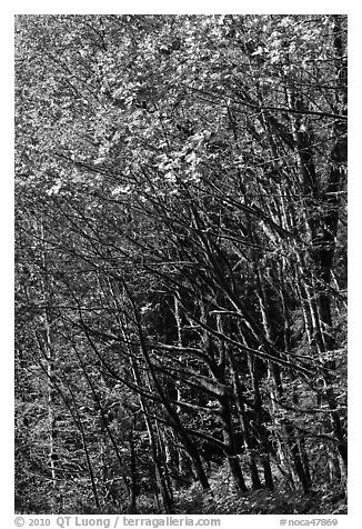 Mossy trunks and leaves in fall color, North Cascades National Park Service Complex.  (black and white)