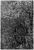 Mossy trunks and leaves in fall color, North Cascades National Park Service Complex.  ( black and white)