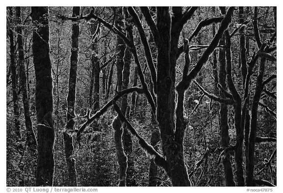 Backlit moss-covered trees, North Cascades National Park Service Complex.  (black and white)