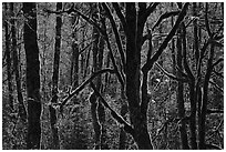 Backlit moss-covered trees, North Cascades National Park Service Complex.  ( black and white)