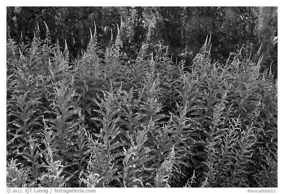 Fireweed,  North Cascades National Park Service Complex.  (black and white)