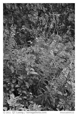 Fireweed and cliff,  North Cascades National Park Service Complex.  (black and white)