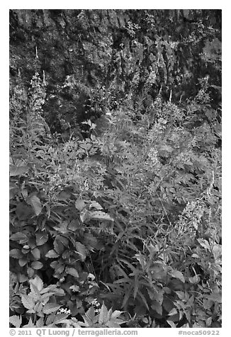 Fireweed and cliff,  North Cascades National Park Service Complex. Washington, USA.