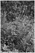 Fireweed and cliff,  North Cascades National Park Service Complex.  ( black and white)