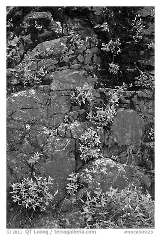 Cliff with yellow flowers,  North Cascades National Park Service Complex.  (black and white)