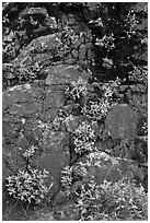 Cliff with yellow flowers,  North Cascades National Park Service Complex. Washington, USA. (black and white)