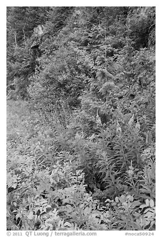 Fireweed and forest in summer, North Cascades National Park Service Complex.  (black and white)