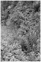 Fireweed and forest in summer, North Cascades National Park Service Complex. Washington, USA. (black and white)