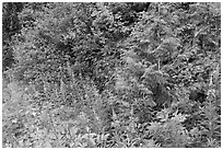 Summer wildflowers and leaves,  North Cascades National Park Service Complex.  ( black and white)