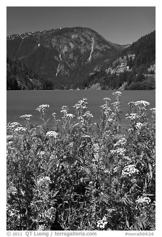 Summer wildflowers and Diablo Lake,  North Cascades National Park Service Complex.  (black and white)