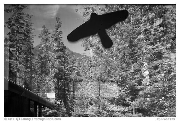 Forest and peak, Visitor Center window reflection, North Cascades National Park. Washington, USA.