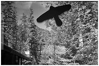 Forest and peak, Visitor Center window reflexion, North Cascades National Park. Washington, USA. (black and white)