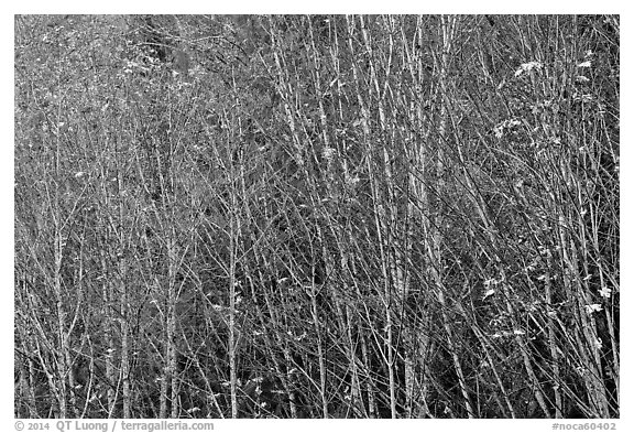 Trees in autumn with a few remaining leaves, North Cascades National Park Service Complex.  (black and white)