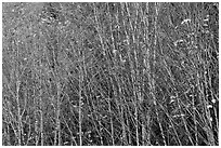 Trees in autumn with a few remaining leaves, North Cascades National Park Service Complex.  ( black and white)