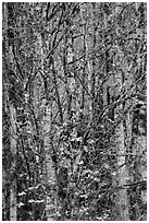 Trees in autumn with past peak leaves, North Cascades National Park Service Complex.  ( black and white)