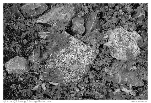 Close-up of rocks with lichen and berry plants in autumn, North Cascades National Park Service Complex.  (black and white)