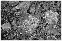 Close-up of rocks with lichen and berry plants in autumn, North Cascades National Park Service Complex.  ( black and white)