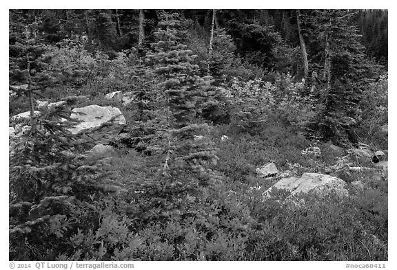 Berry plants, rocks and spruce forest in autumn, North Cascades National Park Service Complex.  (black and white)